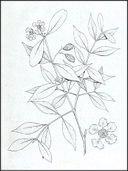 Malpighia Glabra