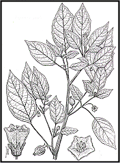 Physalis Angulata