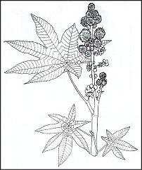 Ricinus Communis