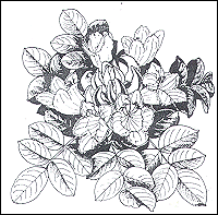 Spatodea Campanulata
