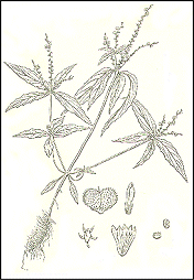Spigelia Anthelmia