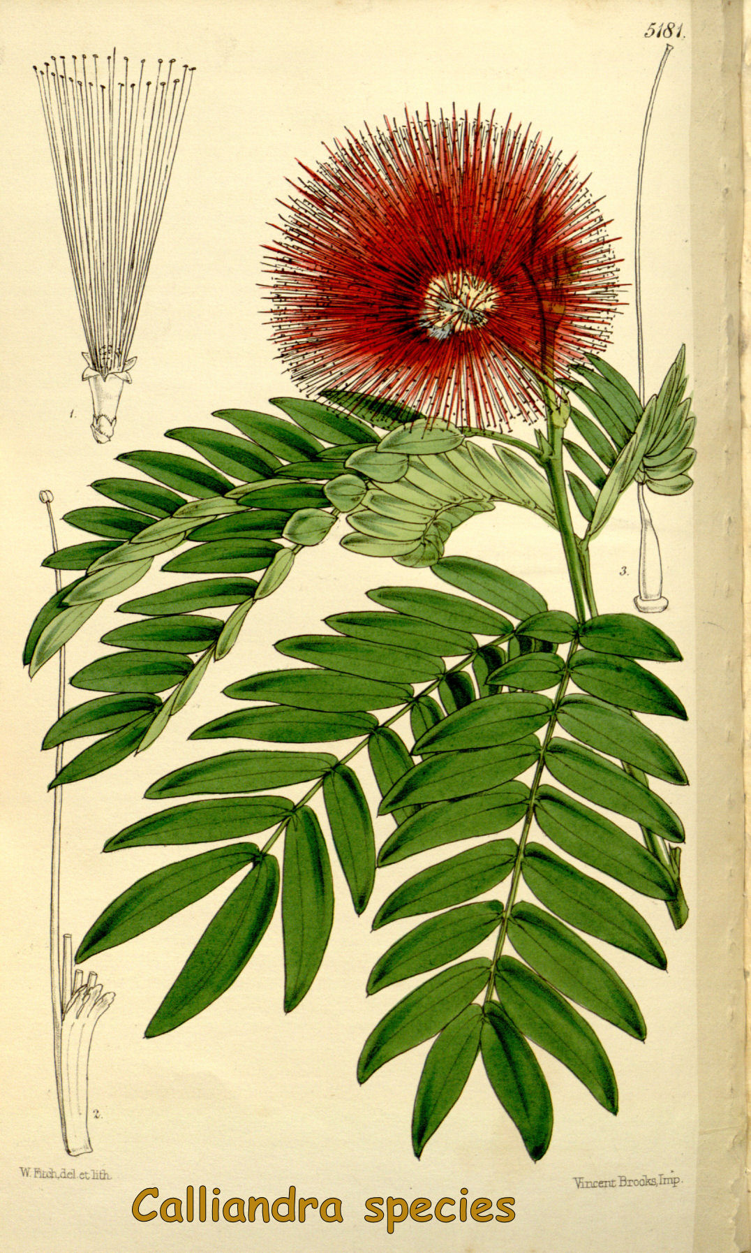 Calliandra species