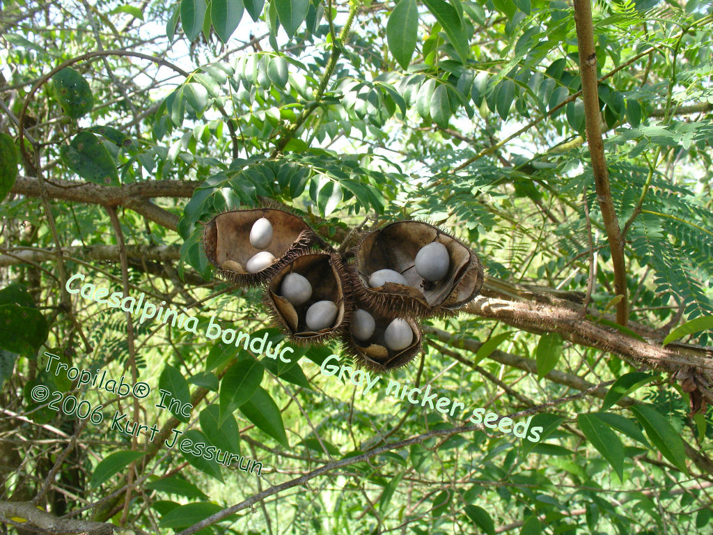 Caesalpinia bonduc - Gray nicker seeds
