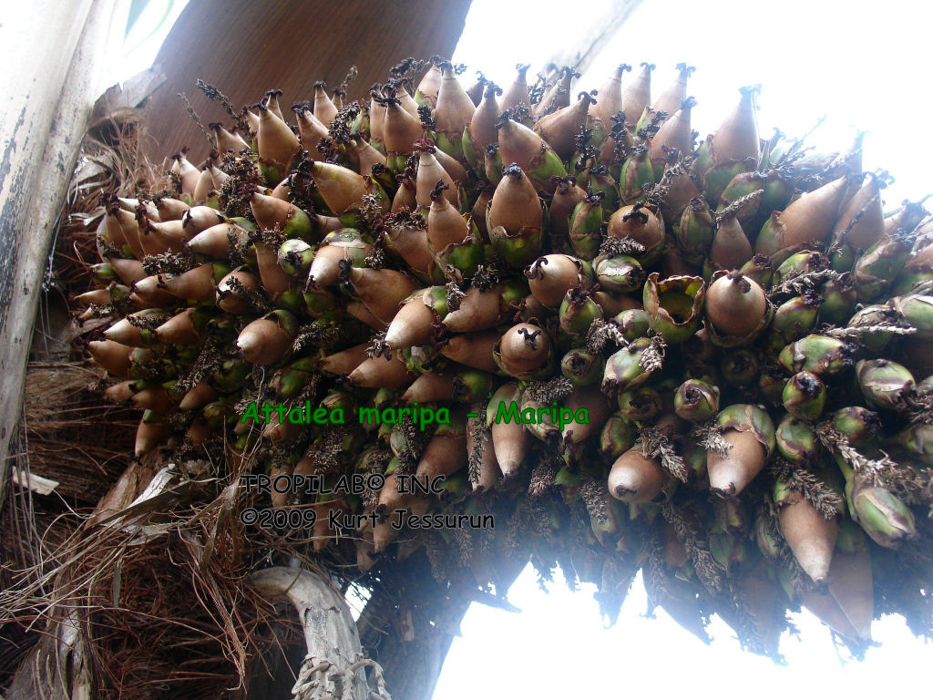 Attalea maripa - Maripa palm fruits