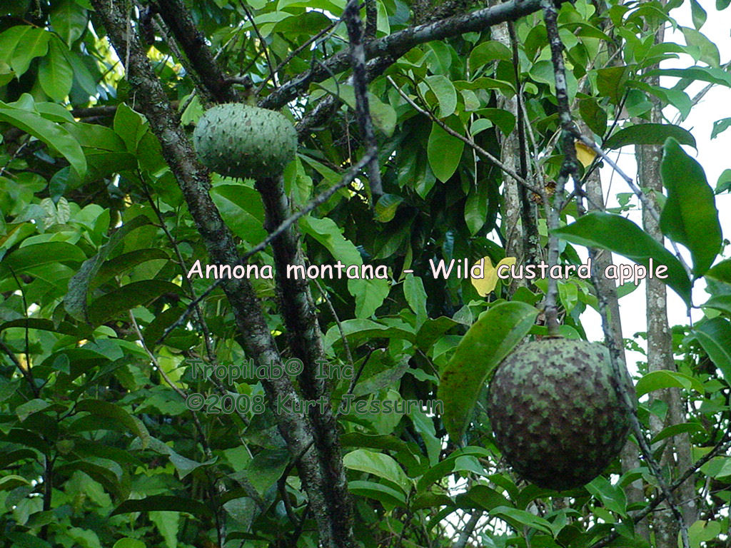 Annona montana - Wild custard apple