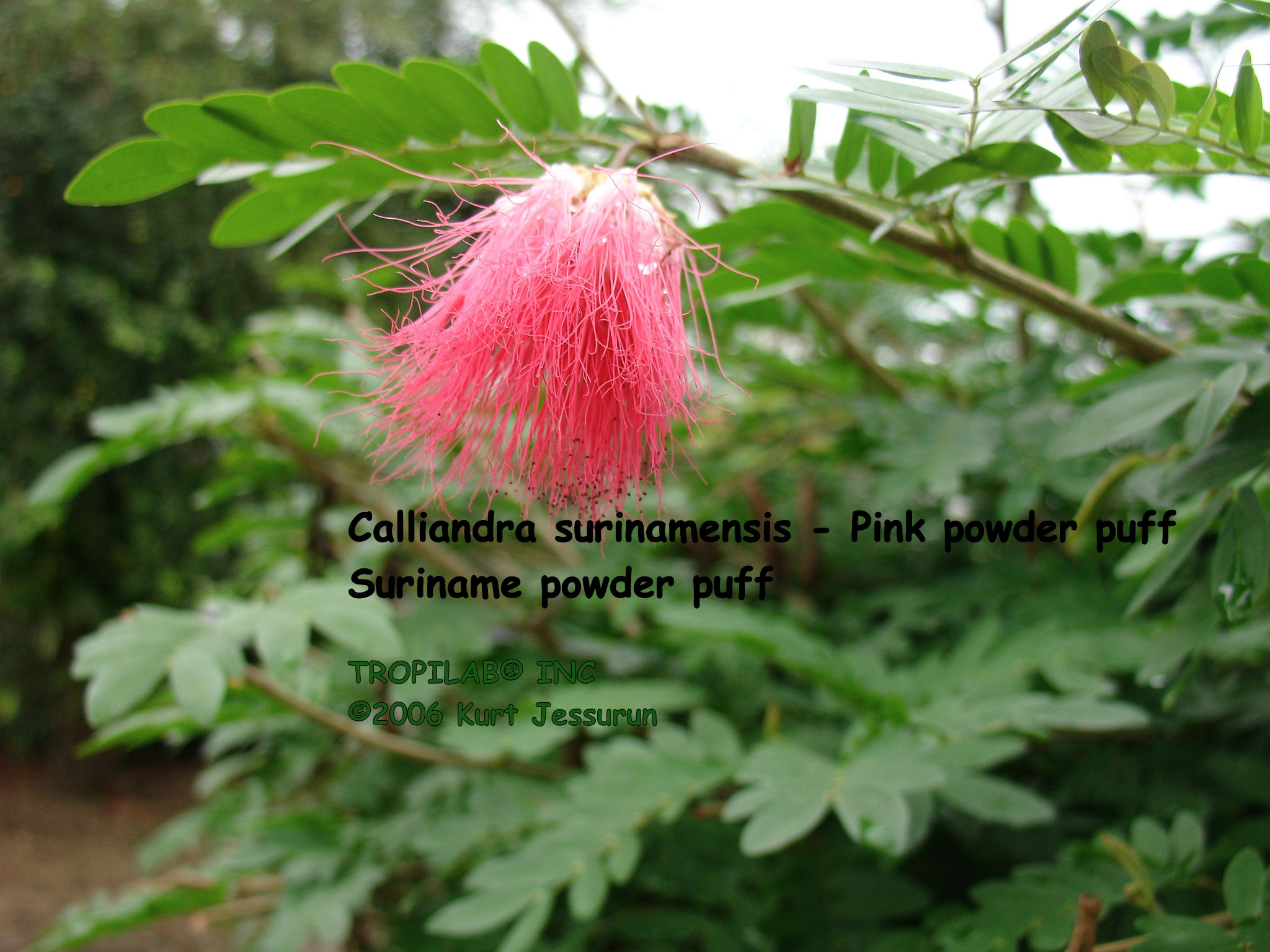 Calliandra surinamensis - Surinam powder puff