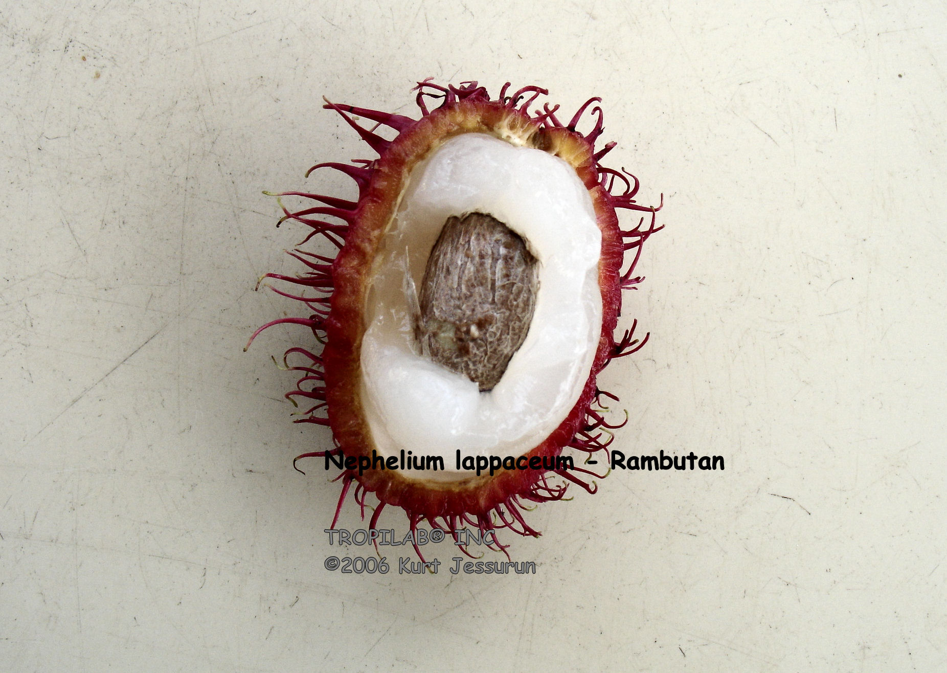 Nephelium lappaceum - Rambutan