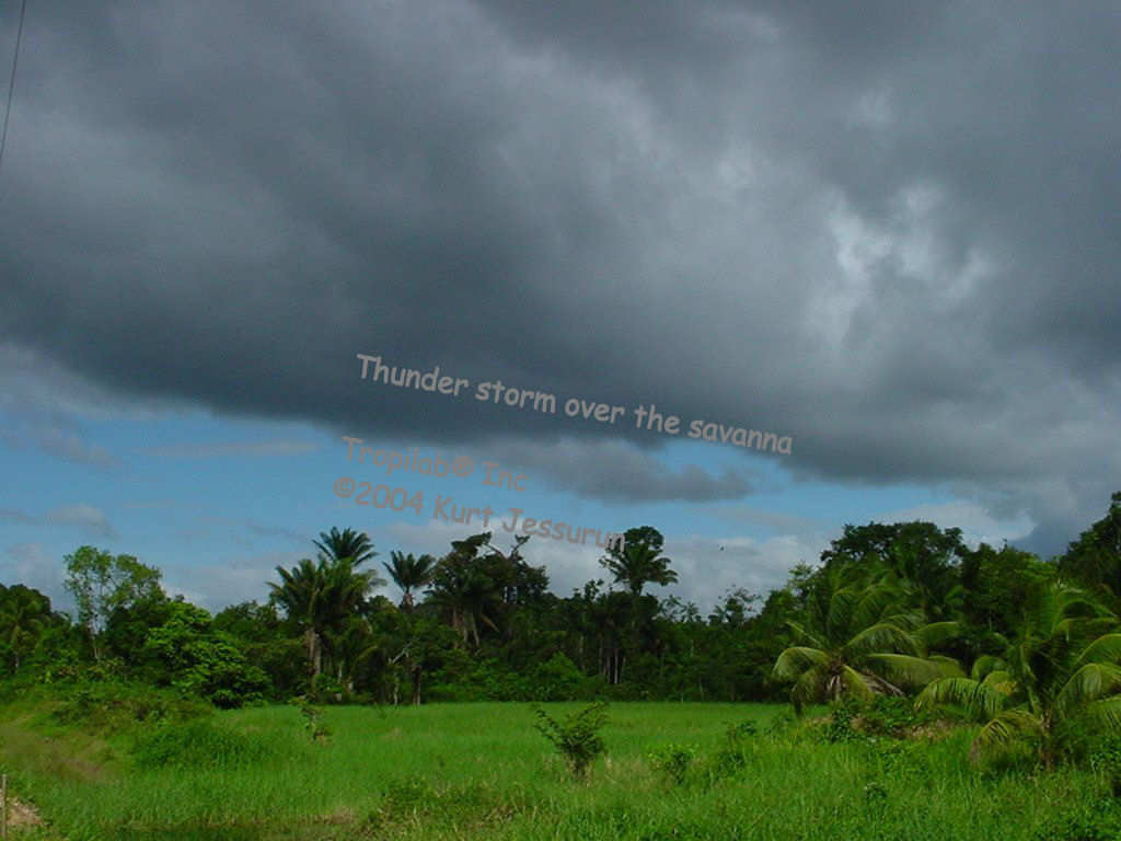 Thunder storm over the savanna