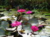  water lily