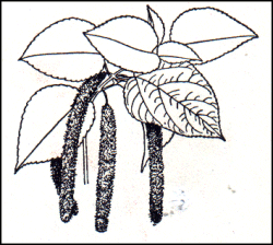 Acalypha hispida - Pussy tail