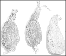 Aframomum melegueta