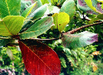 Terminalia catappa