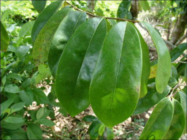 Annona muricata