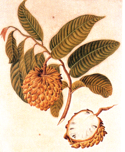 Annona squamosa - Sugar apple