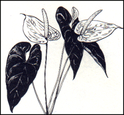 Anthurium - Flamingo flower