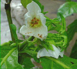 Solanum macrocarpon - African eggplant