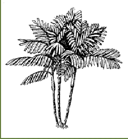 Areca catechu