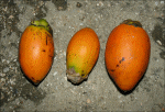 Areca catechu