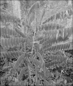 Cucumber tree