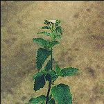 Ageratum conyzoides