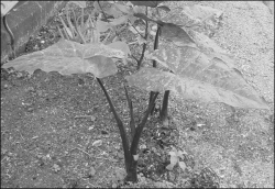 Xanthosoma violaceum - Blue taro