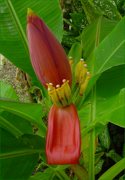 Musa ornata
