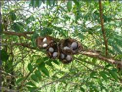 CAESALPINIA BONDUC