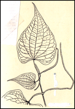 Piper marginatum - cake bush
