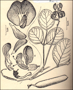 Canavalia maritima - Bay bean