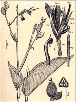 Canna indica