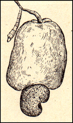 Anacardium occidentale - Cashew apple