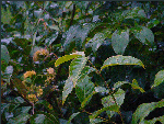 Uncaria guianensis