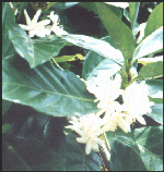 Coffea arabica