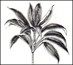 Cordyline terminalis
