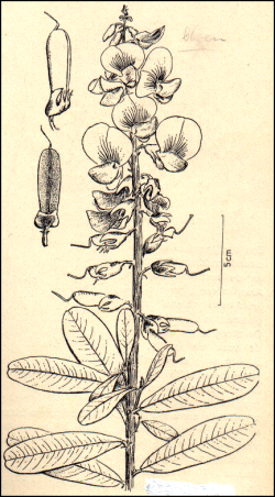 Crotalaria retusa - Rattleweed