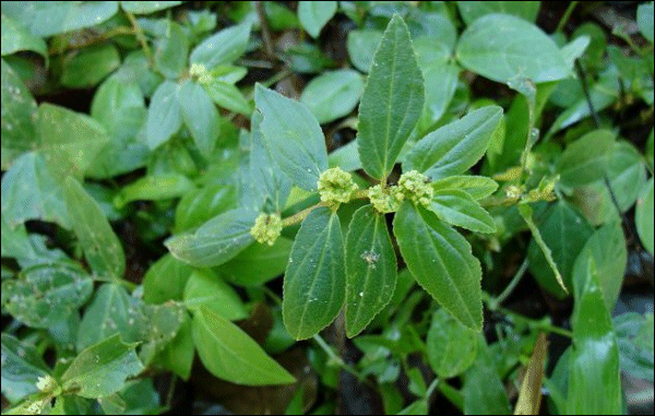 Euphorbia