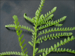 Phyllanthus amarus
