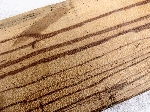 Tropical wood plain
