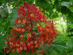 Clerodendrum speciosissimum - Glorybower