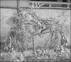 Spondias cythèrea - Golden apple