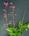 Desmodium