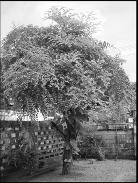 Zizyphus mauritiana
