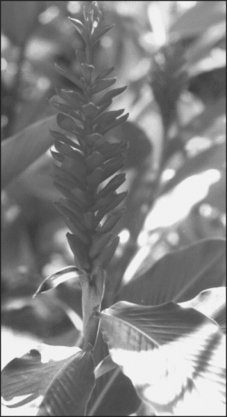Alpinia purpurata - Red ginger