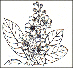 Lagerstroemia speciosa l. - Queen's flower