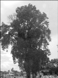 Mahogany tree