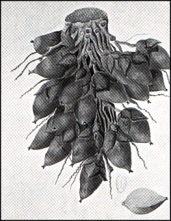 Attalea maripa - Maripa