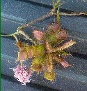 Mimosa pudica