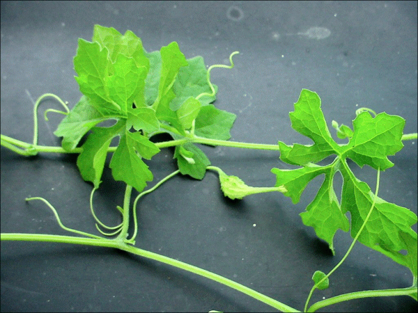 Momordica charantia