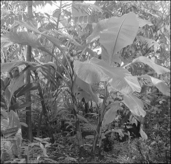 Musa velutina - Heliconia paradise