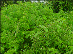 Cassia occidentale